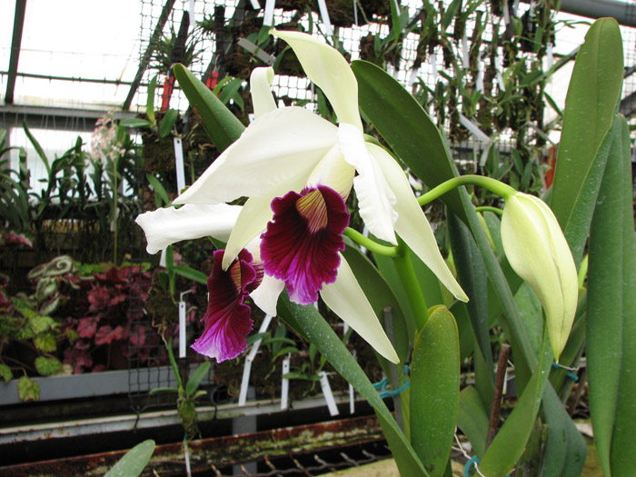 Laelia purpurata.jpg