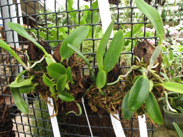 Laelia pumila alba 'HI' х Laelia pumila coerulea 'Violeta'.jpg