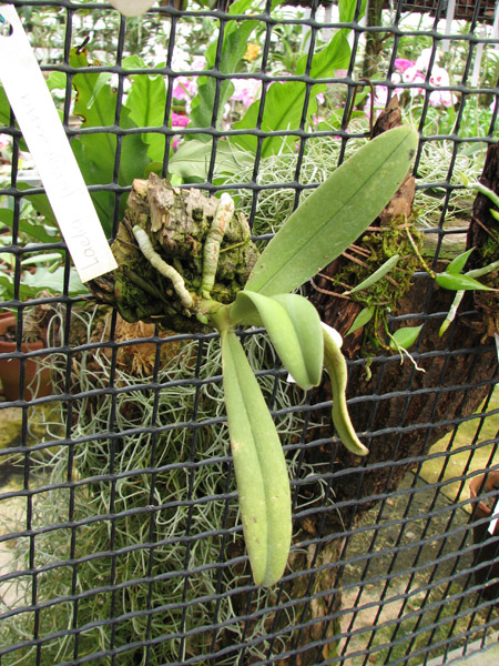 Amesiella monticola.jpg