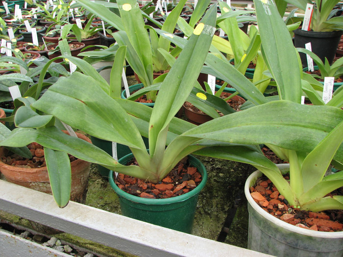 Paphiopedilum moquetteanum x anitum.jpg