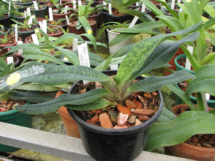 Paphiopedilum Joyce Hasegawa (delenatii x emersonii).jpg