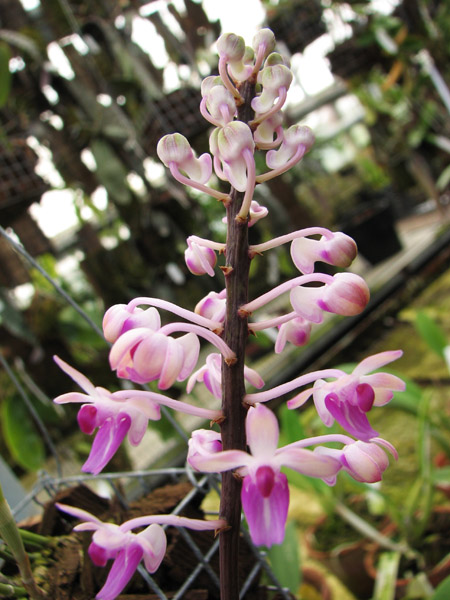 Seidenfadenia mitrata.jpg