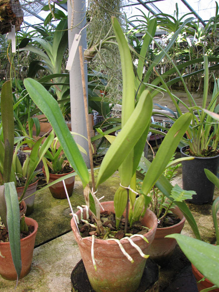 Laelia pulcherrima coerulea.jpg