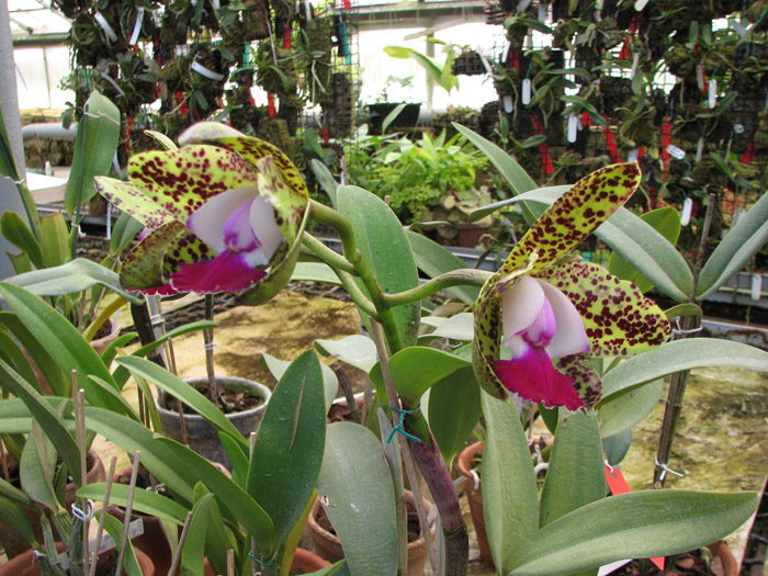 Cattleya Green Emerald 'Orchid Queen'.jpg