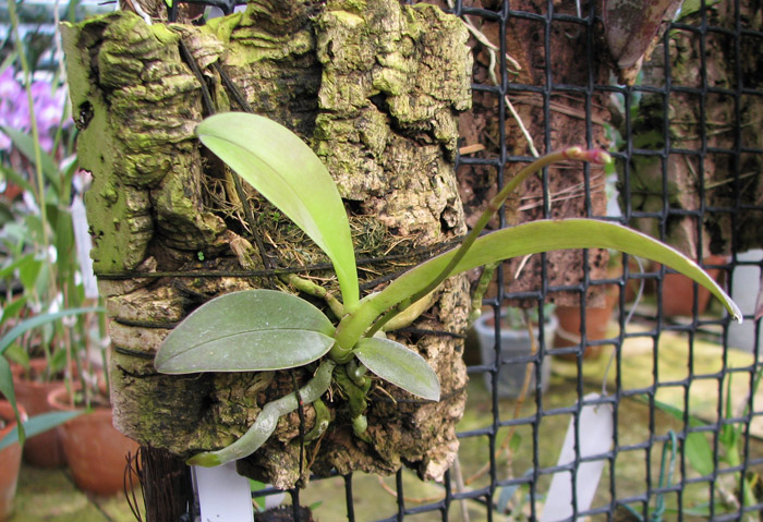 Phalaenopsis equestris var leucotanthe.jpg