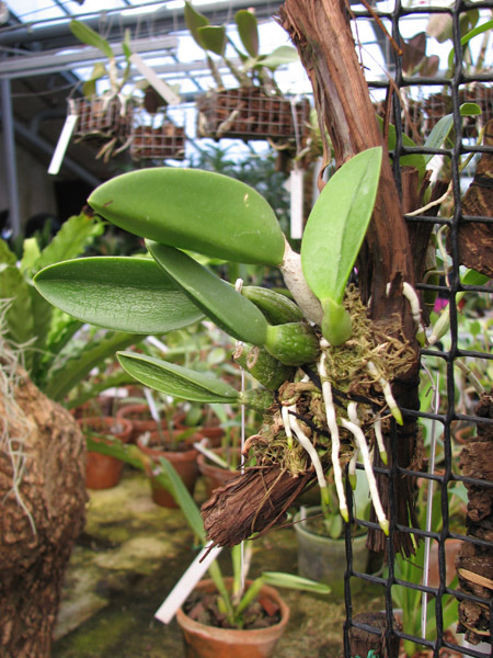 Laelia sincorana XXXX x Laelia sincorana coerulea.jpg