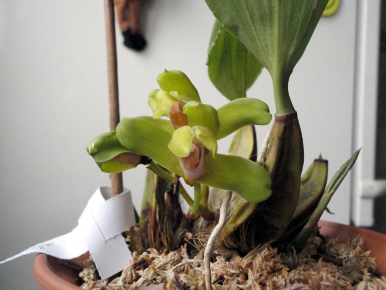 Бразильская орхидея Bifrenaria fuerstenbergiana фото