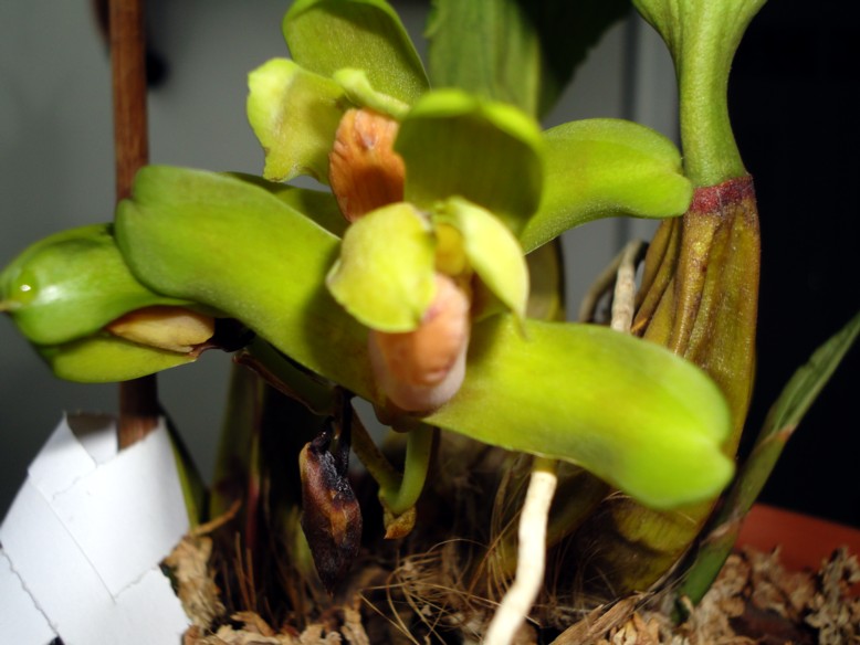 Alvim Seidel Orquidario Catarinense. Бразилия.