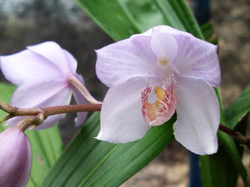 Фото орхидеи ACACALLIS fimbriata