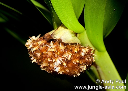 Фото орхидеи AGROSTOPHYLLUM majus