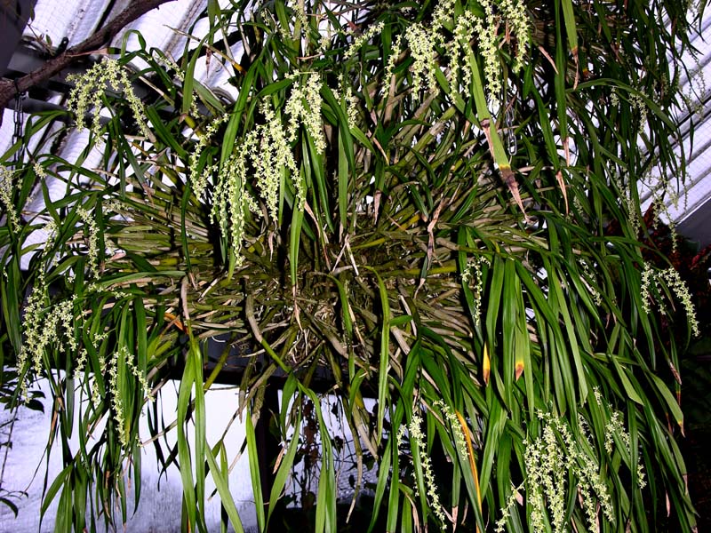 Фото орхидеи AMBLOSTOMA tridactylum