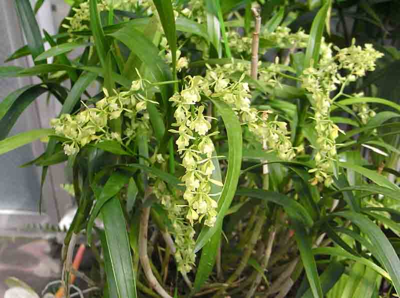 AMBLOSTOMA tridactylum фото орхидеи