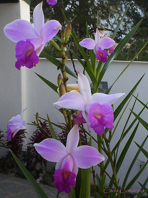 Фото орхидеи ARUNDINA bambusifolia