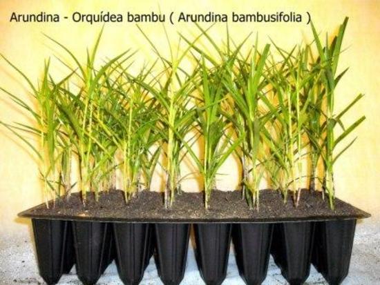 Рассада ARUNDINA bambusifolia