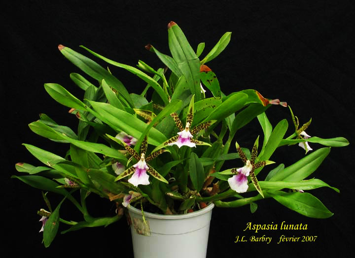 Фото орхидеи ASPASIA lunata