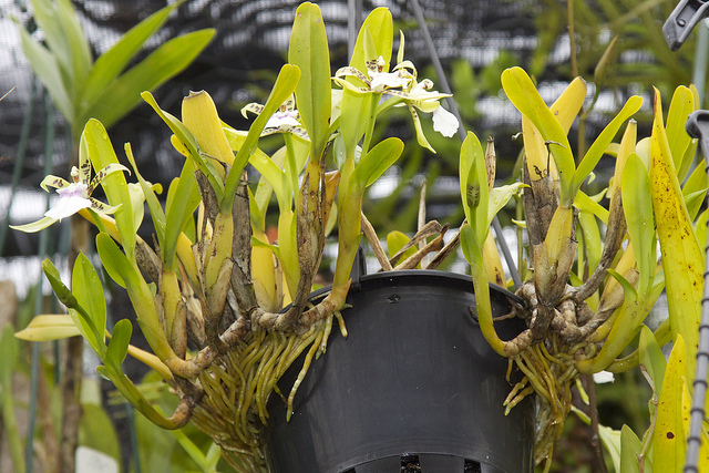 ASPASIA lunata фото орхидеи