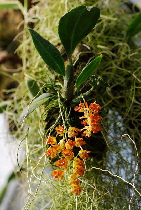 Фото орхидеи BAPTISTONIA silvana