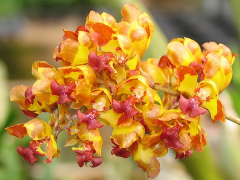 Цветение орхидеи BAPTISTONIA silvana фото