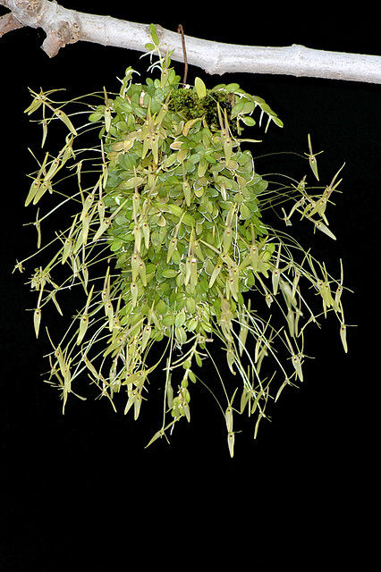 Фото орхидеи BARBOSELLA dusenii