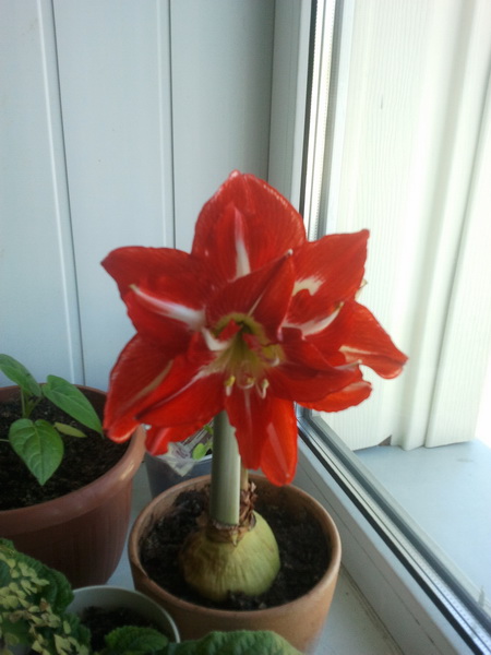 Леди Джейн цветет как Пасадена!!!