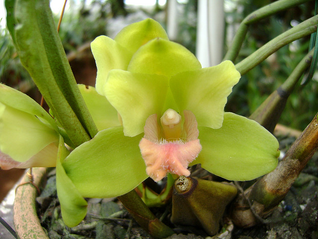 Фото орхидеи BIFRENARIA fuerstenbergiana
