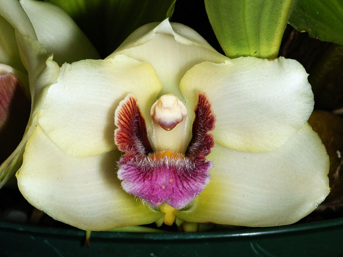 Фото орхидеи BIFRENARIA harrisoniae