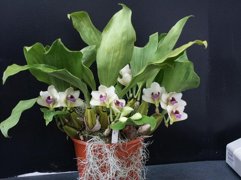 Орхидея BIFRENARIA harrisoniae.jpg