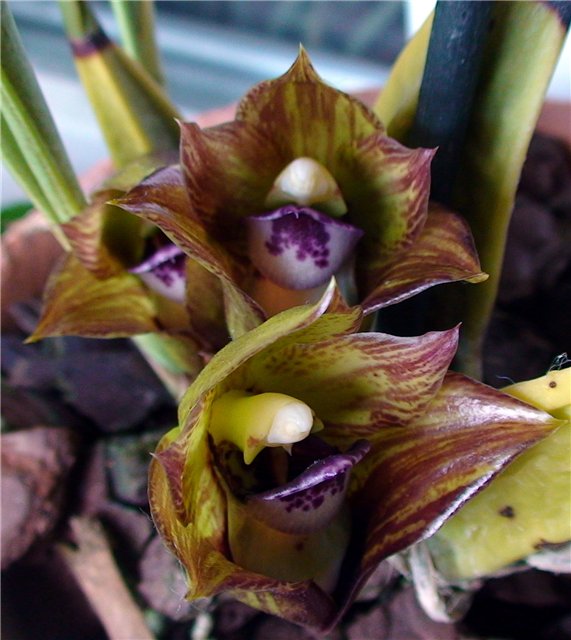 Фото орхидеи BIFRENARIA tetragona