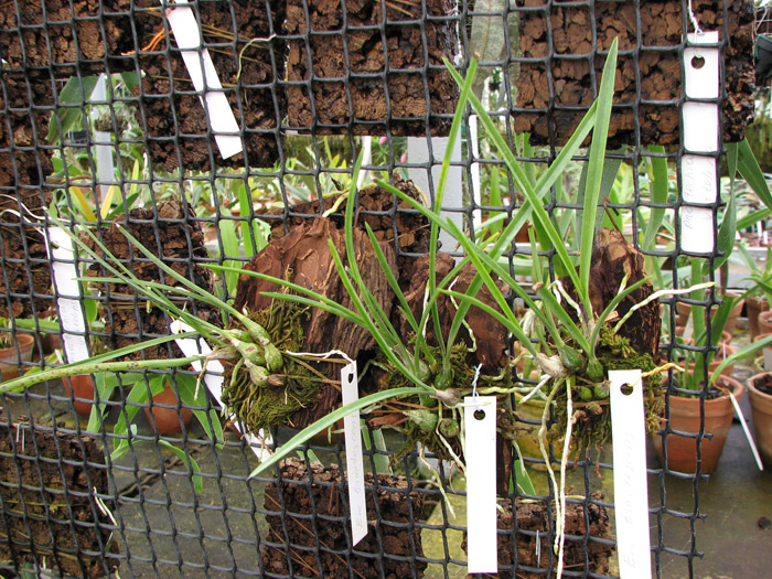 Encyclia bractescens.jpg