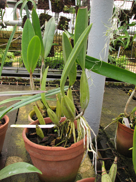 Laelia anceps Dawsonii f Chiapensis.jpg