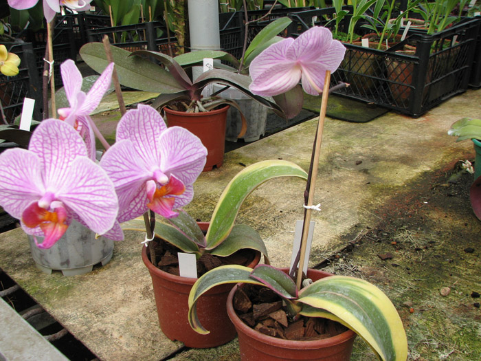 Phalaenopsis Matou Stripe 'M'.jpg