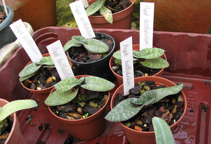 Paphiopedilum bellatulum.jpg