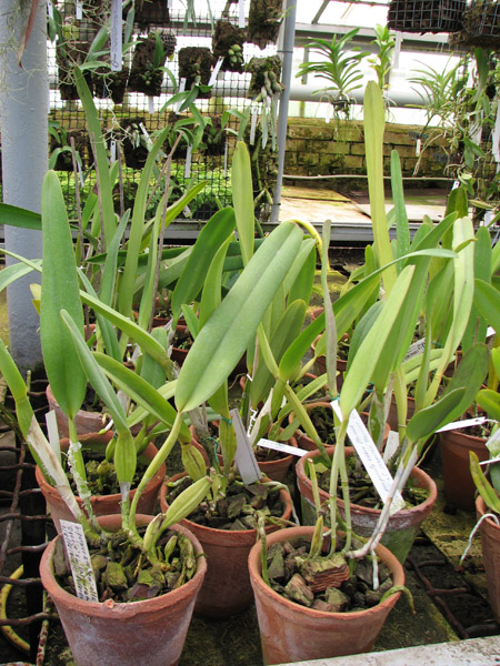 Laelia purpurata.jpg