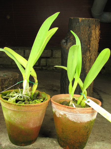 Laelia lobata coerulea 'AM-EC' x SELF.jpg