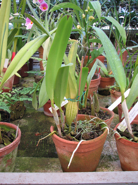 Laelia purpurata roxo-violeta x carnea.jpg