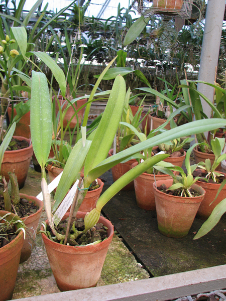 Laelia purpurata semi alba (quase) 'Tubarao' x Laelia purpurata semi alba (quase) 'Sander'.jpg