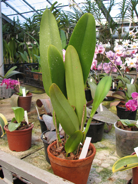 Brassolaeliocattleya Toshie Aoki 'Pizazz Subv OC'.jpg