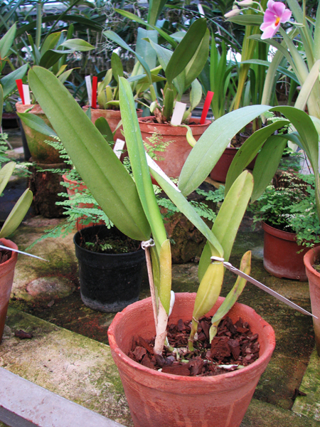 Laelia purpurata semi alba 'Sindarosa' x SELF.jpg