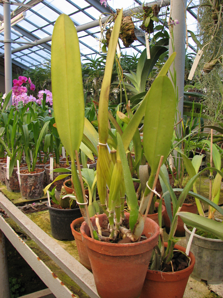 Laelia lobata var alba plena.jpg