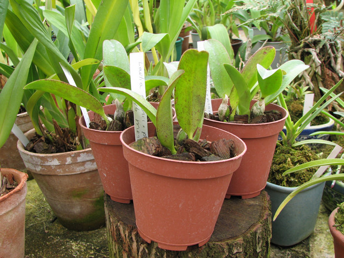 Laelia alaori x praestans.jpg