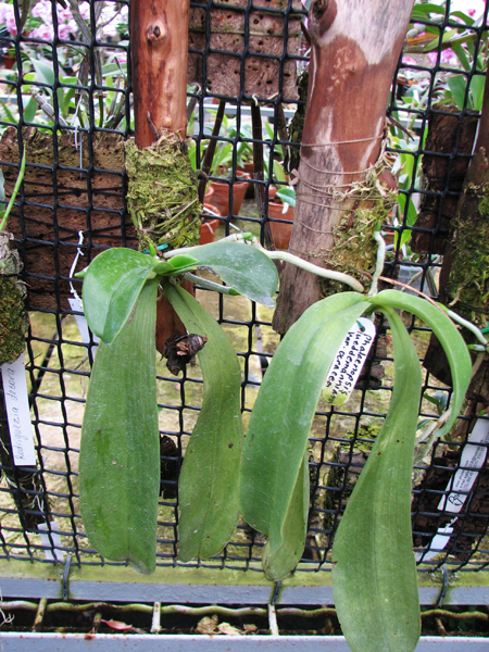 Phalaenopsis lueddemanniana var deltonii.jpg