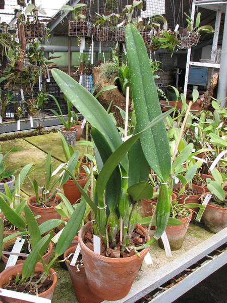 Laeliocattleya Canhamiana coerulea 'Azure Skies'.jpg