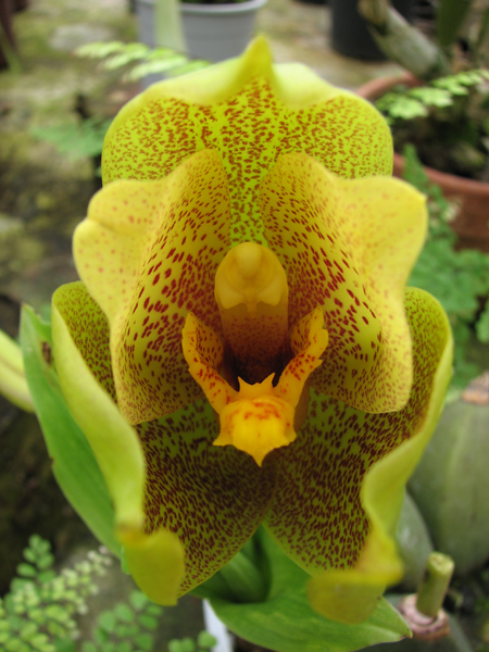 Angulocaste Aurora.jpg