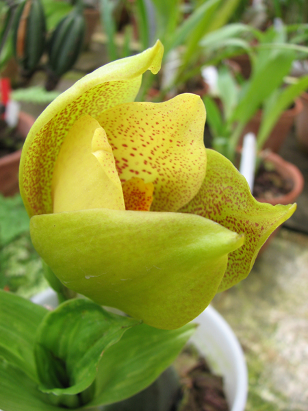 Angulocaste Aurora.jpg