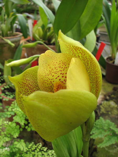 Angulocaste Aurora.jpg