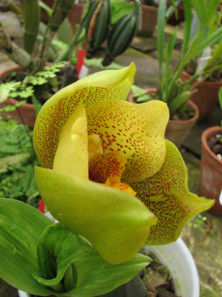 Angulocaste Aurora.jpg