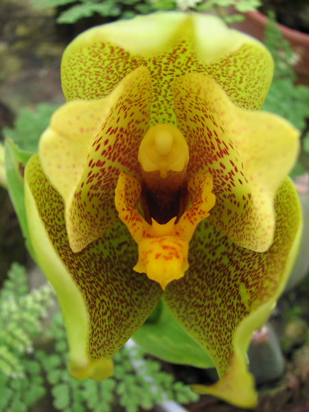 Angulocaste Aurora.jpg