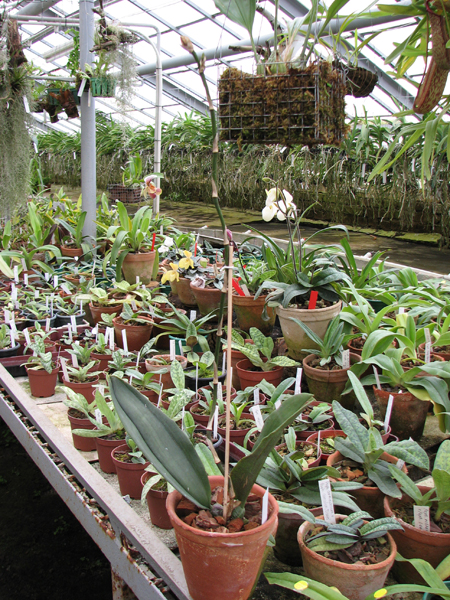 Psychopsis Kalihii 'Big'.jpg