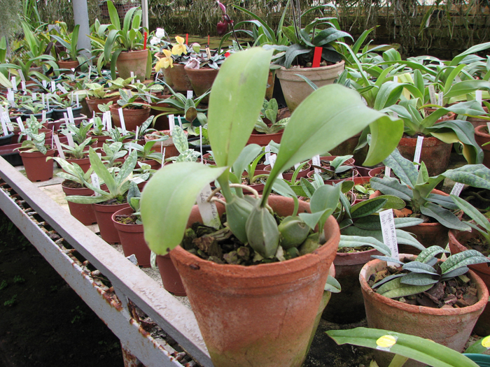 Rossioglossum splendens x grande.jpg