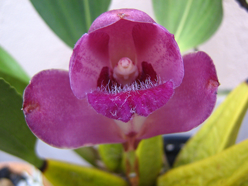 Фото орхидеи Bifrenaria thyrianthina